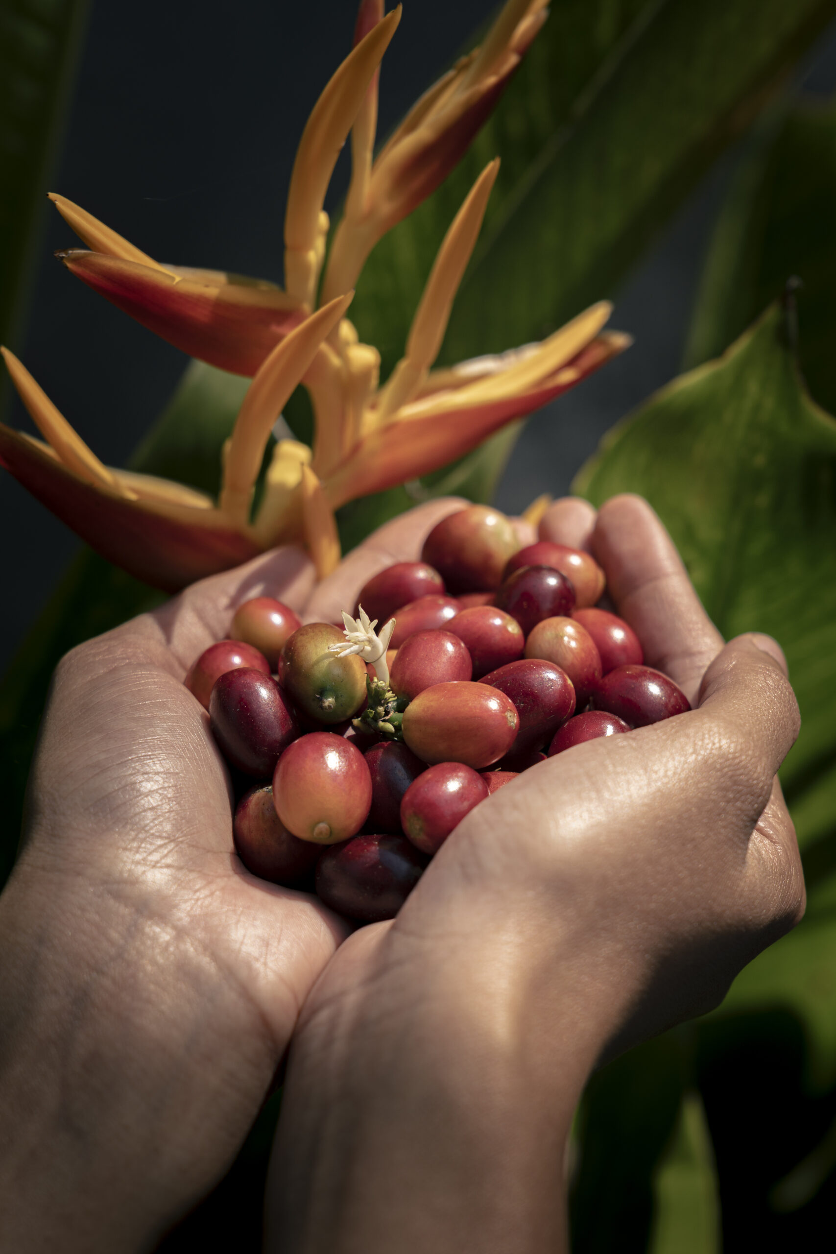 coffee company bali origins