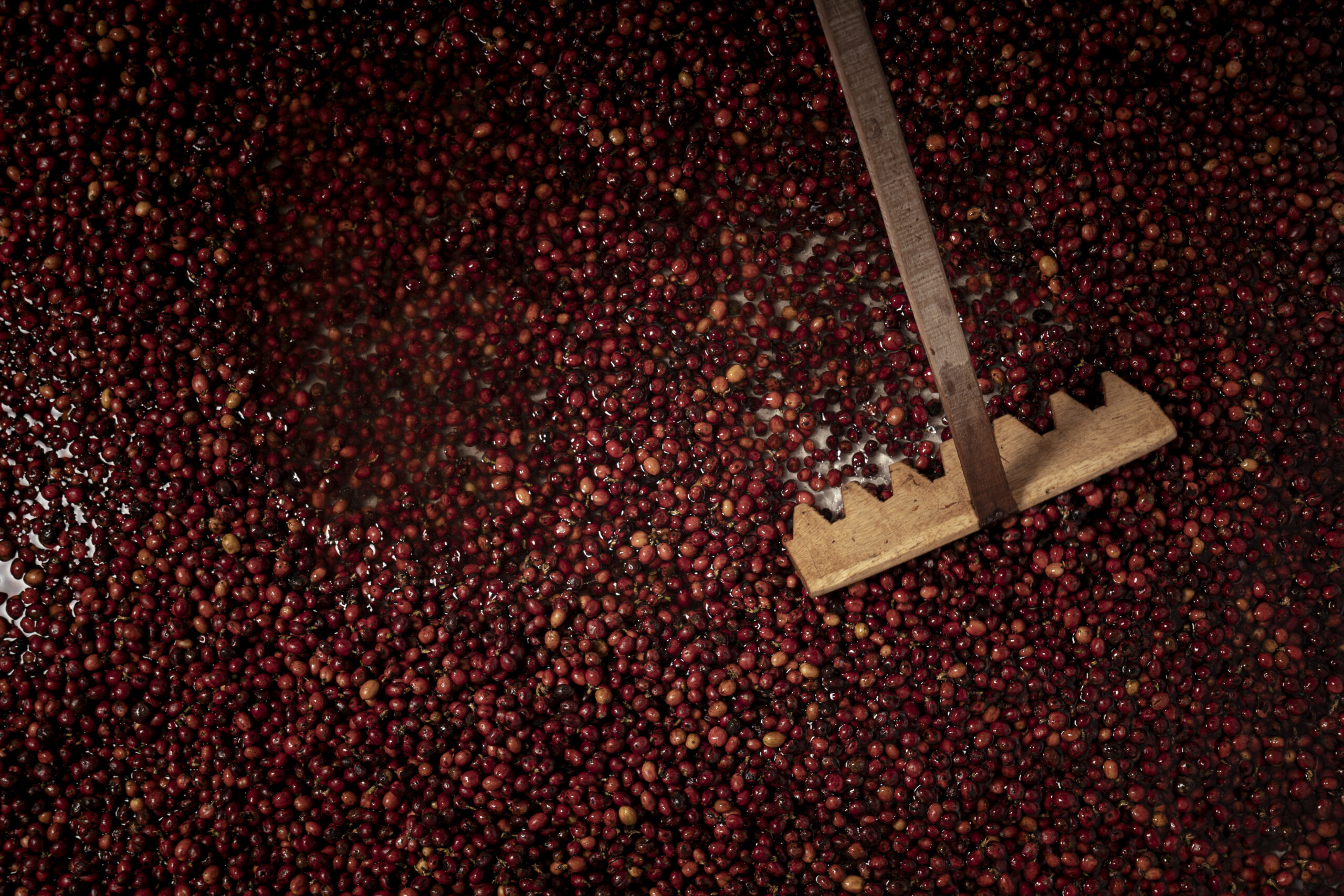 Bali Origins - Gallery (3)