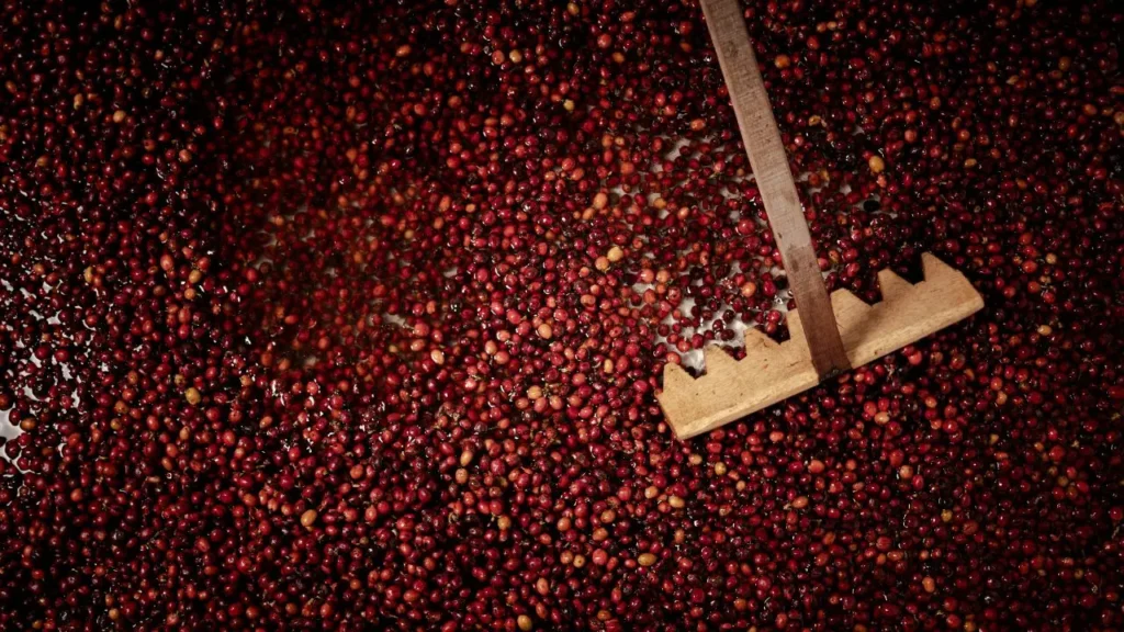 Robusta coffee cherries during washing and sorting at Bali Origins, showing quality-focused post-harvest handling.