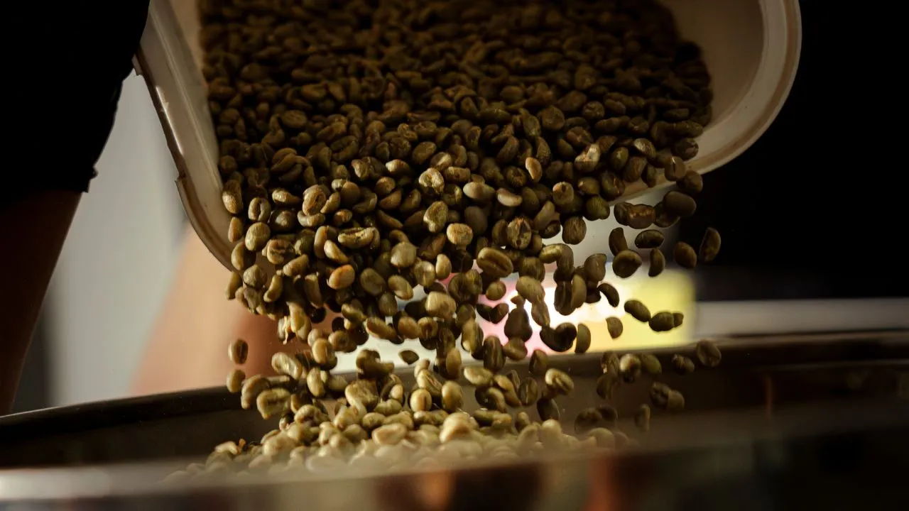 Green coffee beans being sorted and prepared at Bali Origins, highlighting careful post-harvest handling before roasting.