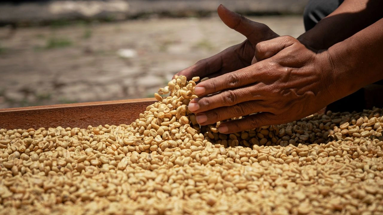 Green Robusta coffee beans being sorted by hand at Bali Origins, emphasizing careful selection and quality control.