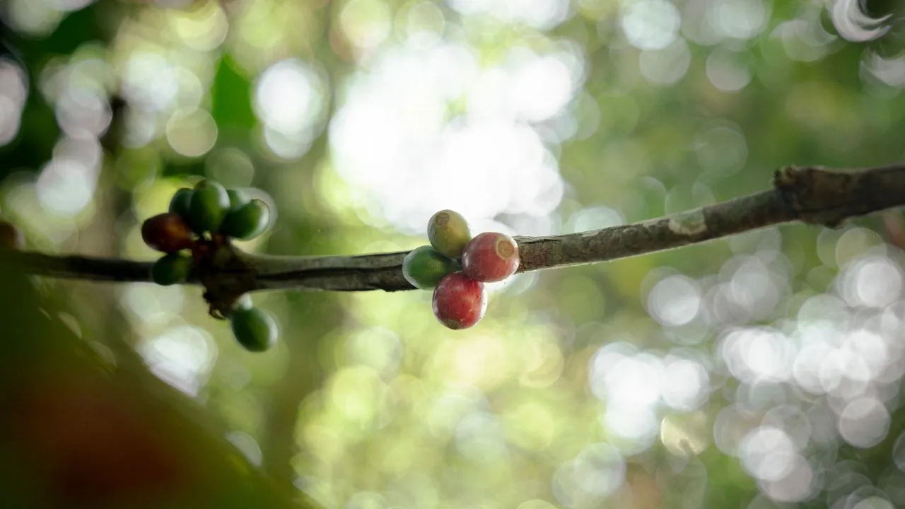 Coffee cherries growing on a coffee branch, showing early development of Arabica and Robusta beans used by Bali Origins.