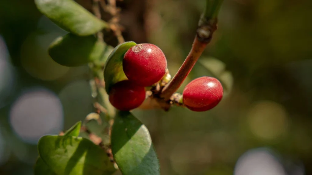 Ripe Robusta coffee cherries growing on the branch, showing the raw material used by Bali Origins.