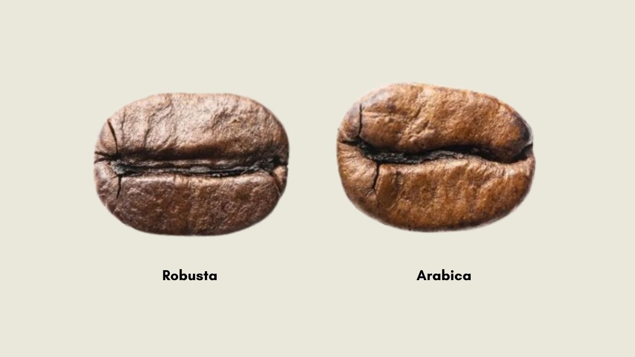 Side by side comparison of Robusta and Arabica coffee beans at Bali Origins, highlighting differences in shape, size, and center cut.