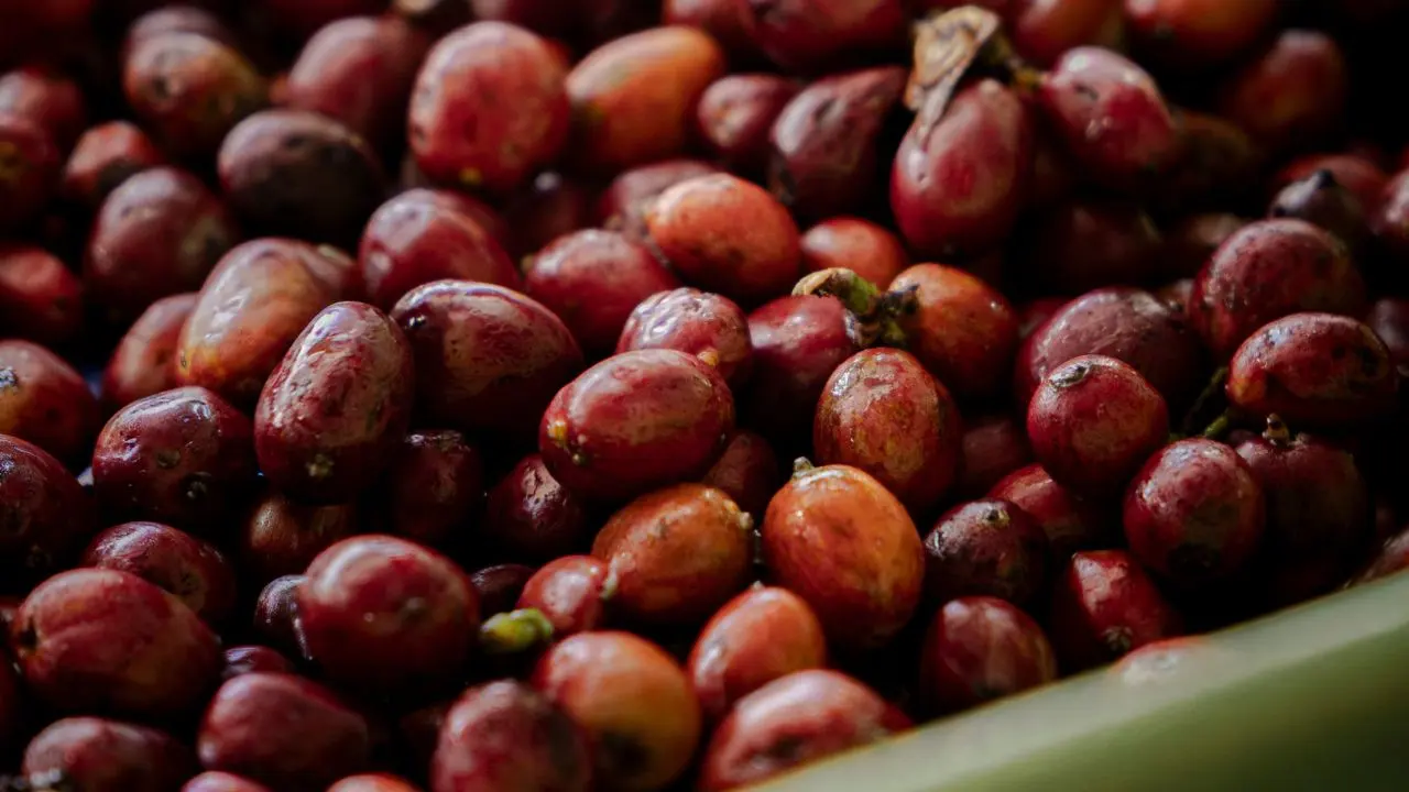 Where Arabica Coffee is Produced Today