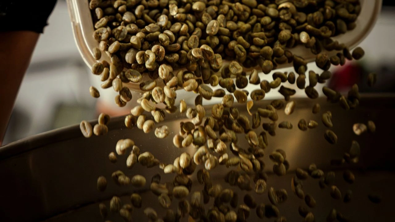 Green coffee beans being prepared at Bali Origins before roasting, highlighting quality-focused post-harvest handling.