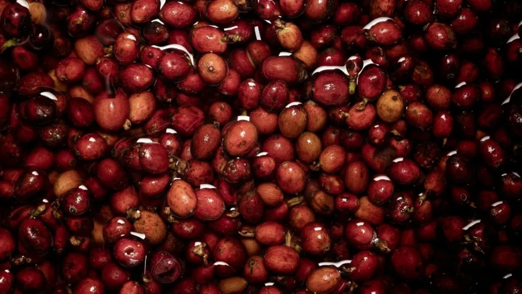 Fresh coffee cherries during initial washing and sorting in Bali, illustrating early-stage processing and quality-focused handling.