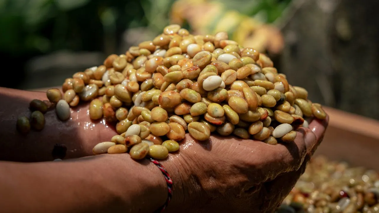 Freshly harvested green coffee beans from Bali, showing raw coffee material before processing and roasting.