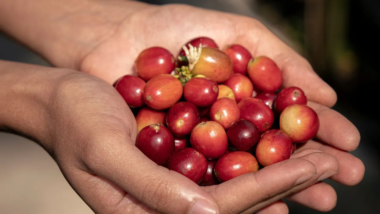 Fresh coffee cherries held by hand, representing the early stage of coffee cultivation in Indonesia.