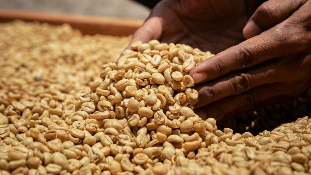 Green coffee beans being handled by hand in Bali Indonesia during drying and preparation, highlighting careful selection and quality-focused handling.