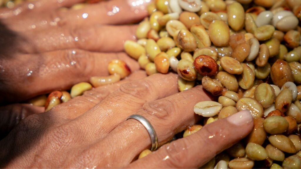 Sorting direct trade green coffee beans during processing for traceable coffee supply chains.