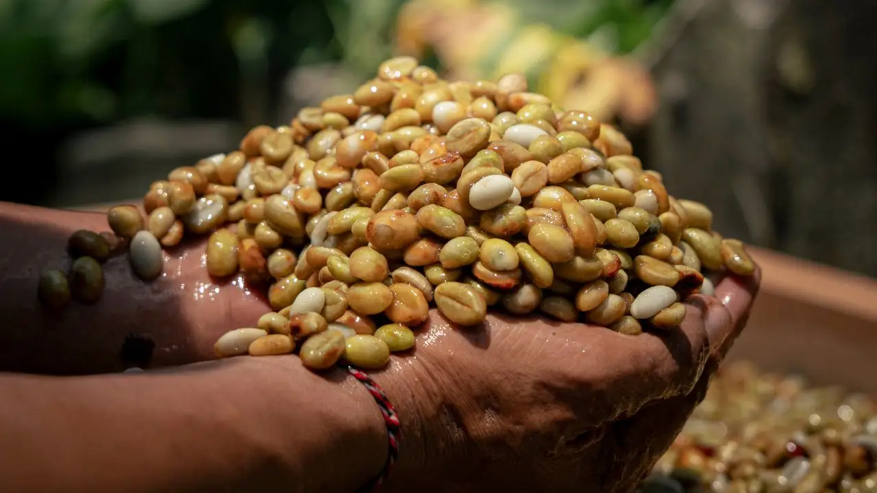 Farmer holding direct trade green coffee beans after processing, supporting traceable and transparent sourcing systems.