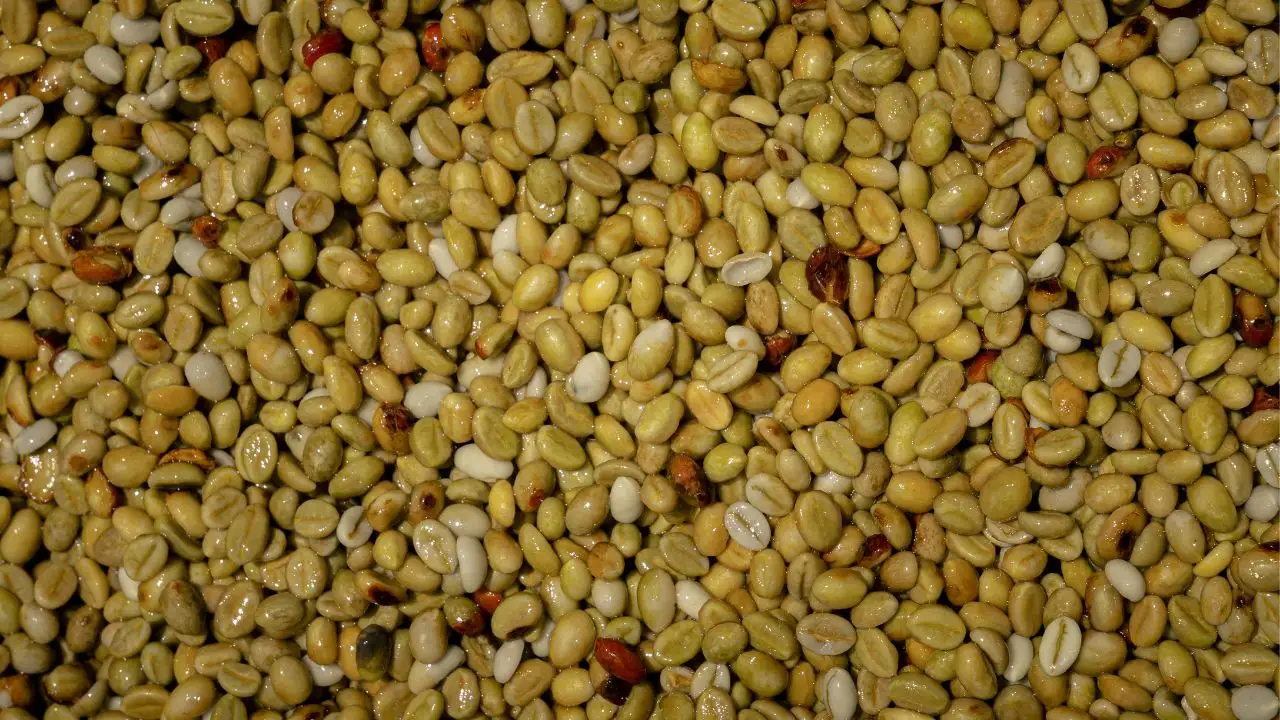 Close-up of direct trade green coffee beans sorted for quality control and digital traceability systems.