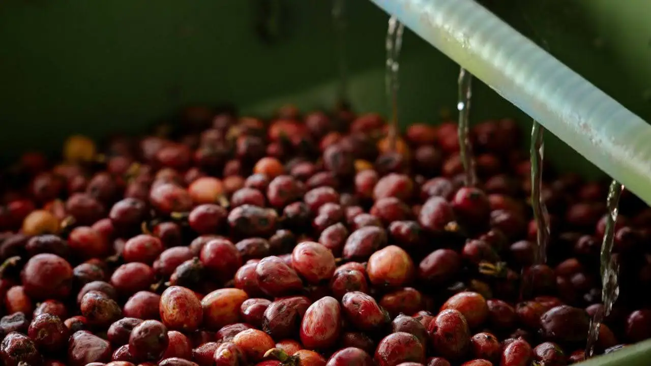 Fresh coffee cherries during initial washing and sorting in Bali, illustrating early-stage processing and quality-focused handling.