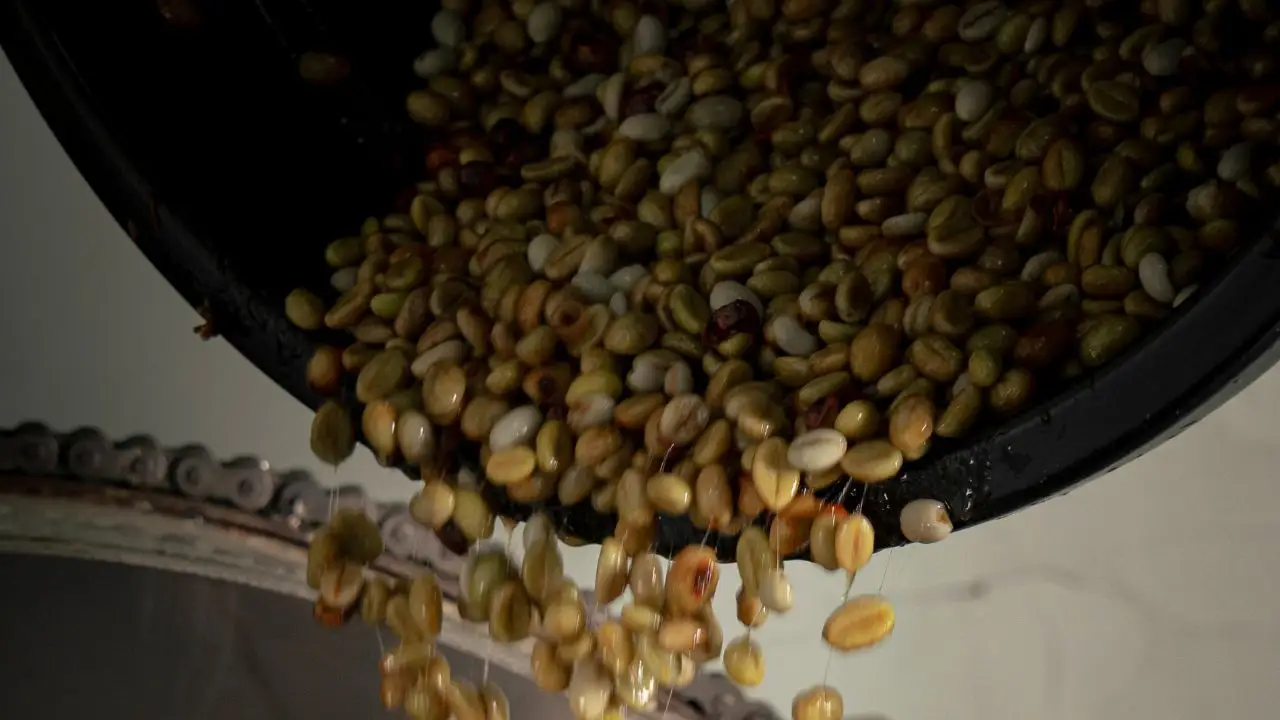 Direct trade green coffee beans undergoing washing and sorting, supporting digital traceability and transparent sourcing systems.