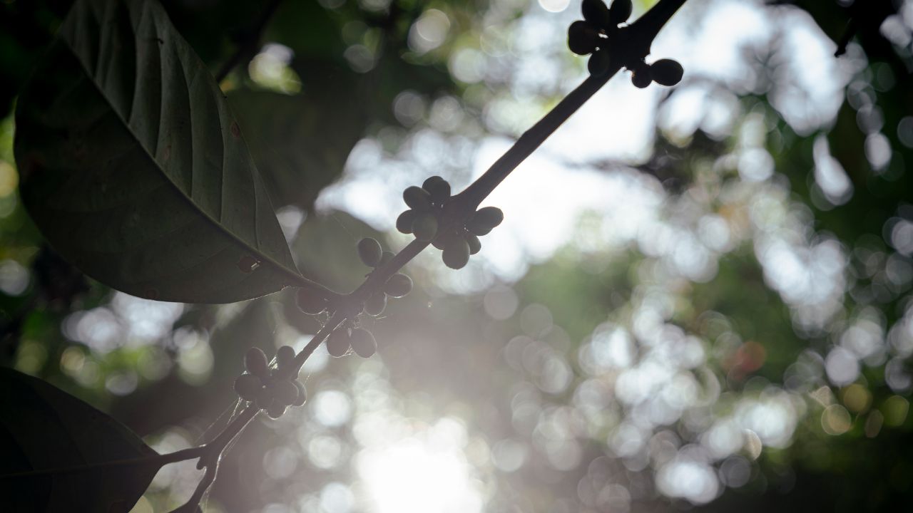 Coffee cherries growing on a coffee branch, showing early development of Arabica and Robusta beans used by Bali Origins.