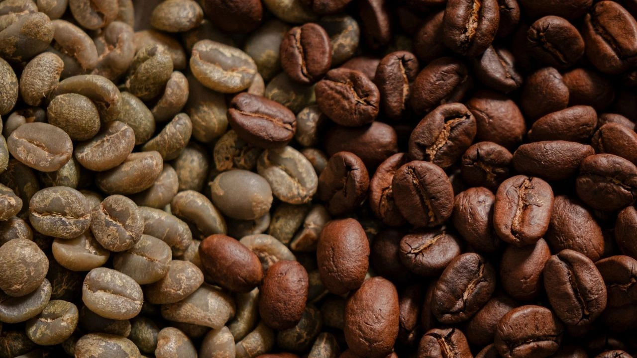 Indonesian coffee beans comparison between green and roasted stages showing transformation and quality development