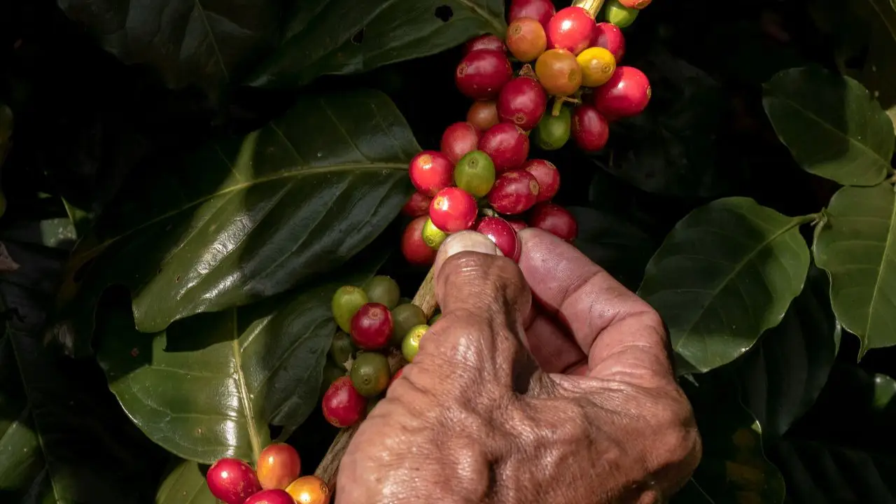 Coffee cherries being handpicked from Bali Origins trusted plantation, ensuring careful selection and consistent raw material quality
