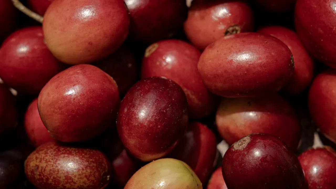 Ripe coffee cherries ready for harvesting, representing early-stage coffee quality and selection