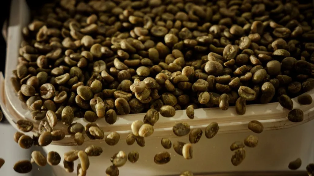 Indonesian coffee green beans being transferred during post-harvest handling and sorting process