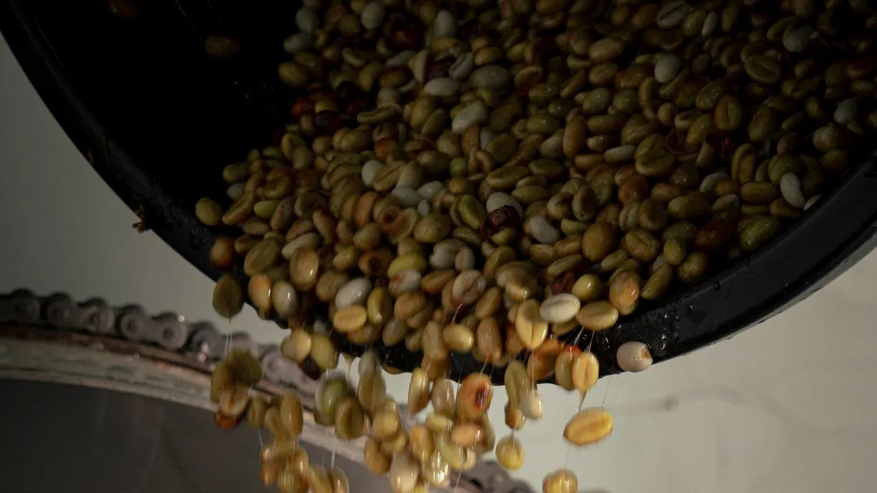 Indonesian coffee beans after washing process, highlighting clean handling and quality control