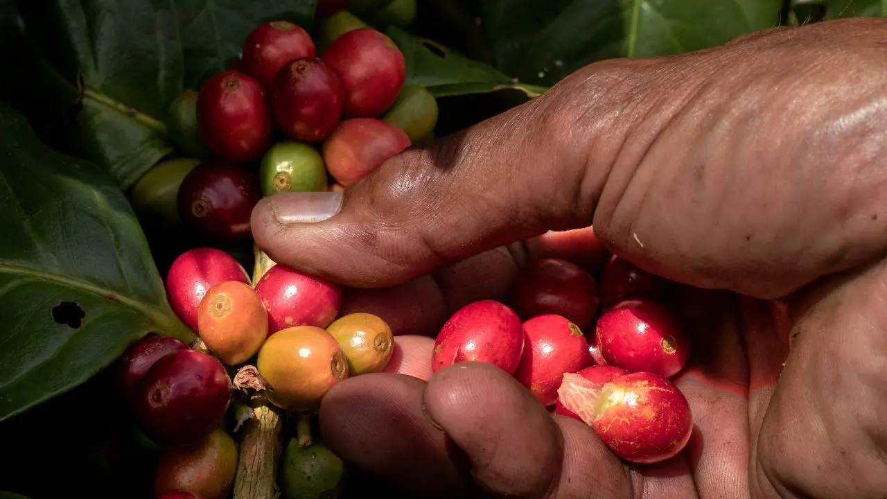 Fresh red coffee cherries harvested from an Indonesian arabica plantation with careful farm selection and traceable sourcing practices