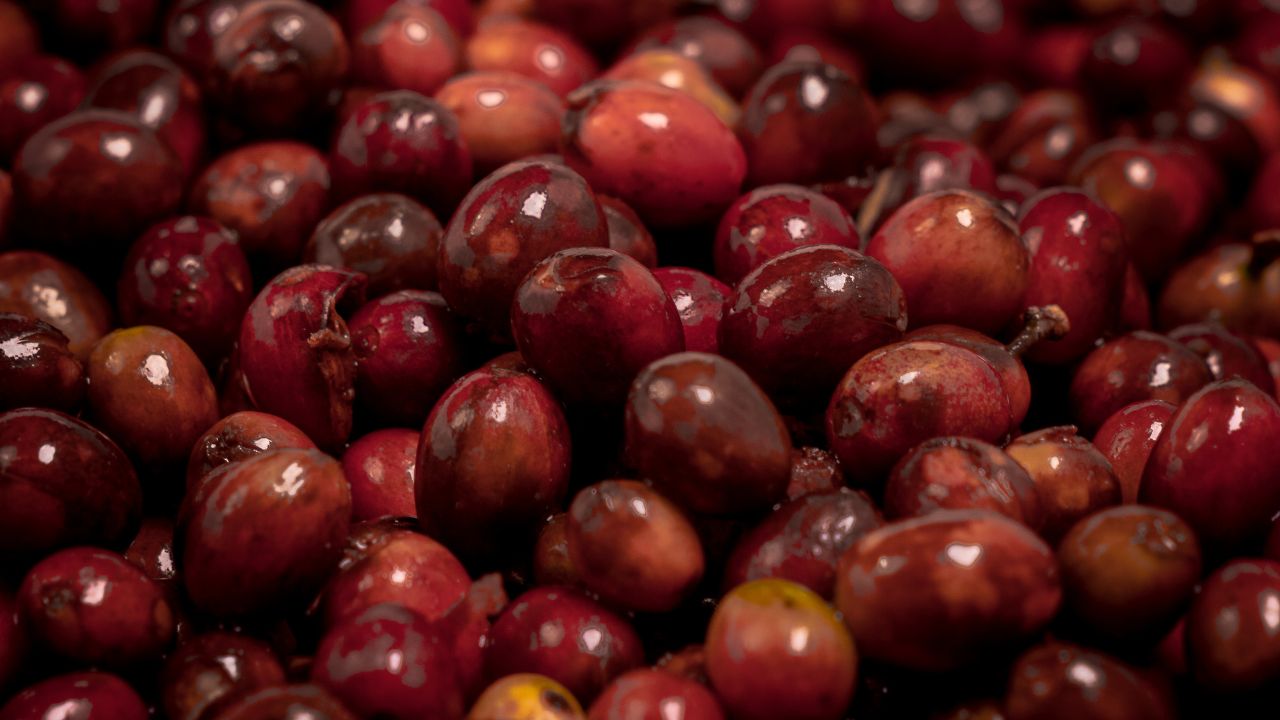 Fresh arabica cherry from a Bali Origins trusted plantation prepared for premium Indonesian coffee processing and quality selection.