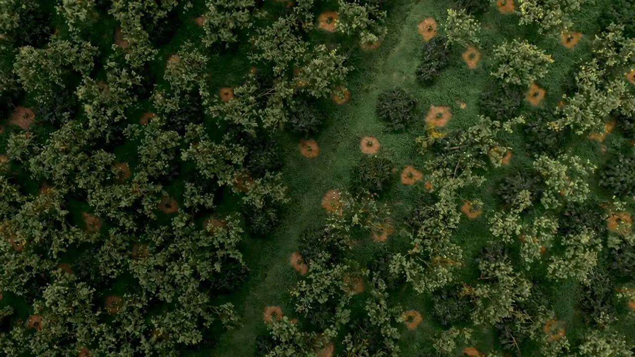 Aerial view of a large-scale arabica plantation supporting sustainable Indonesian coffee production and long-term sourcing consistency