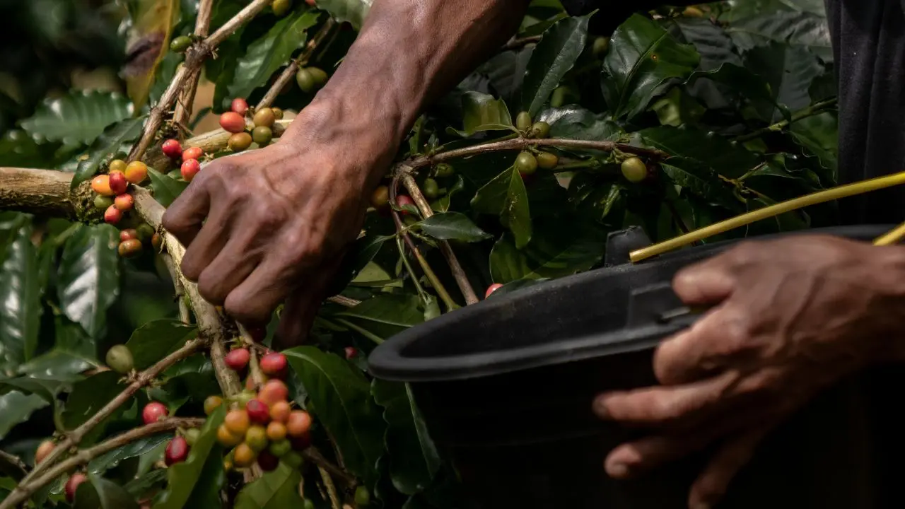 Manual harvesting process in a Bali Origins arabica plantation with selective coffee cherry picking for premium quality control