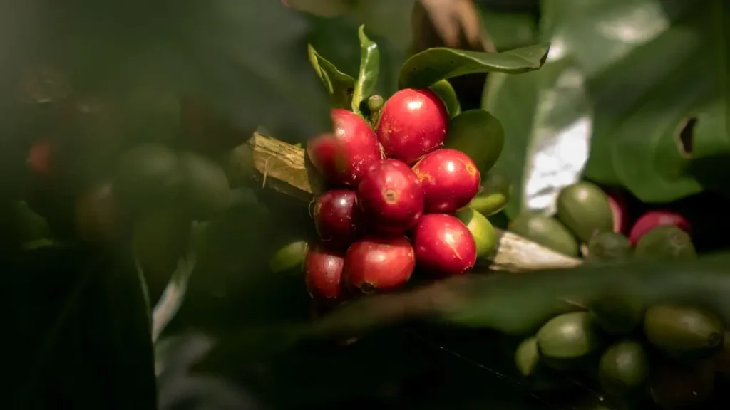 Ripe coffee cherries growing in a Bali Origins arabica plantation selected from trusted highland coffee farms in Indonesia