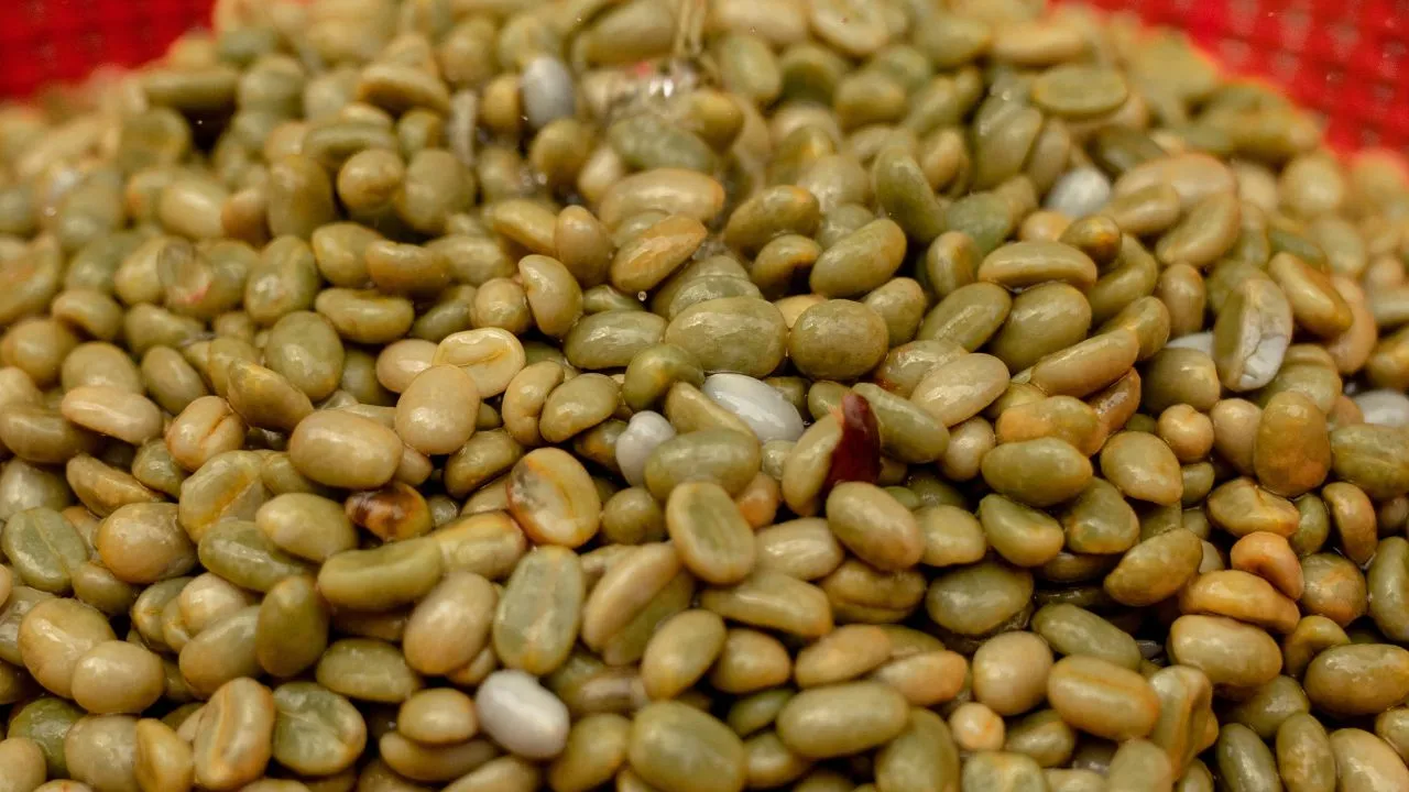 Green coffee beans illustrating coffee bean moisture content and its role in coffee quality and storage