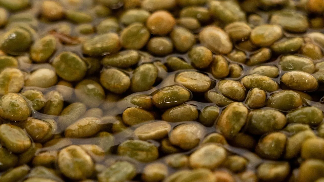 Green coffee beans submerged in water during processing and moisture control