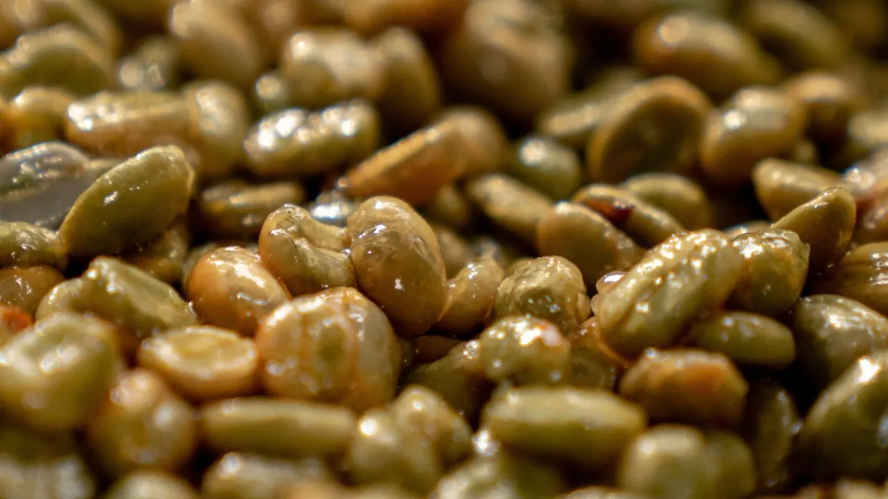 Wet green coffee beans illustrating coffee bean moisture content during processing