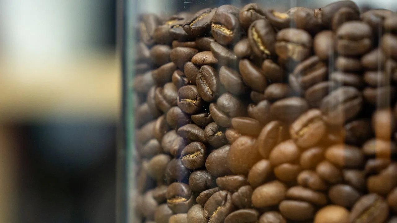Coffee beans in a storage container for coffee grades evaluation