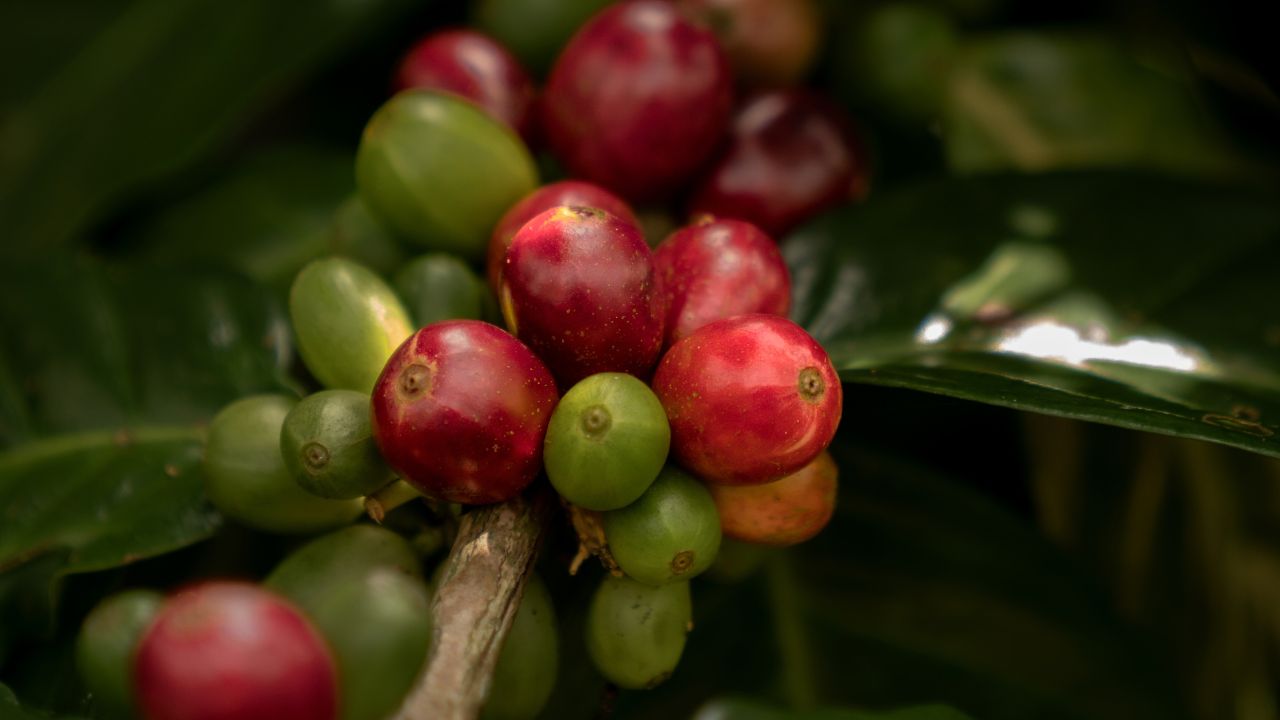 Why Does Harvest Variability Affect Coffee Quality? 