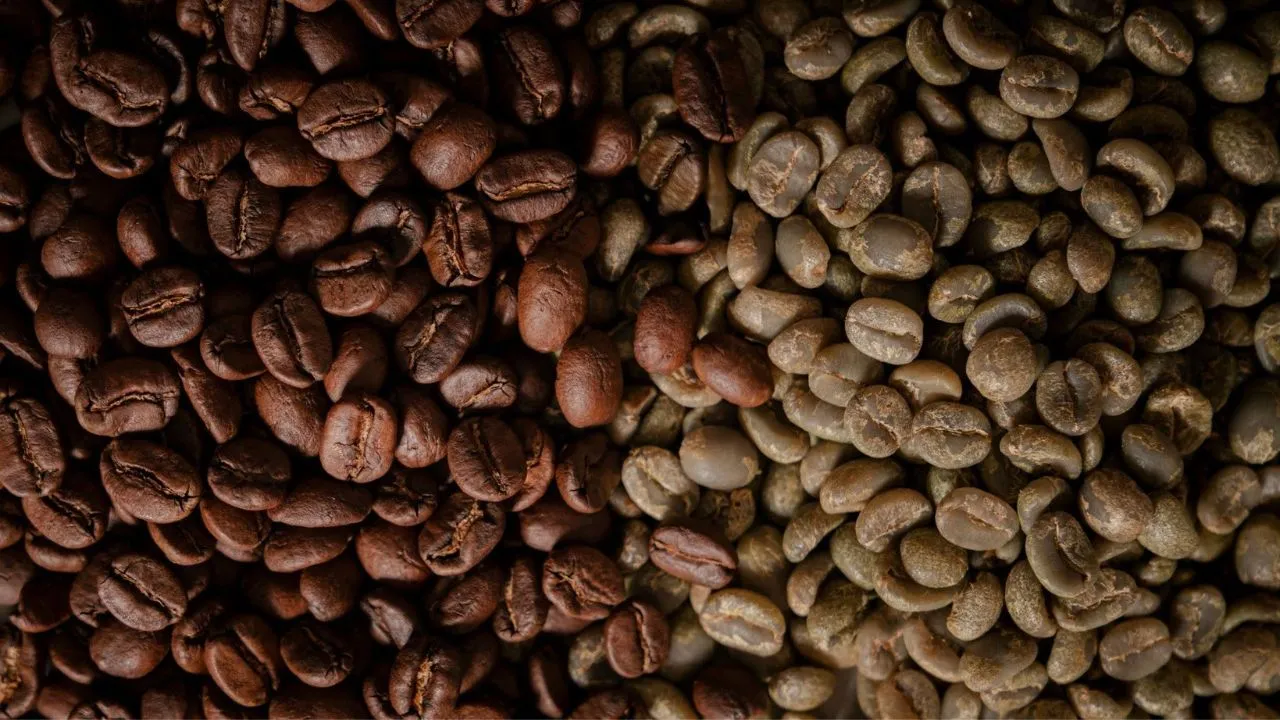 Coffee roasting and green coffee beans at different processing stages and coffee supply chain.