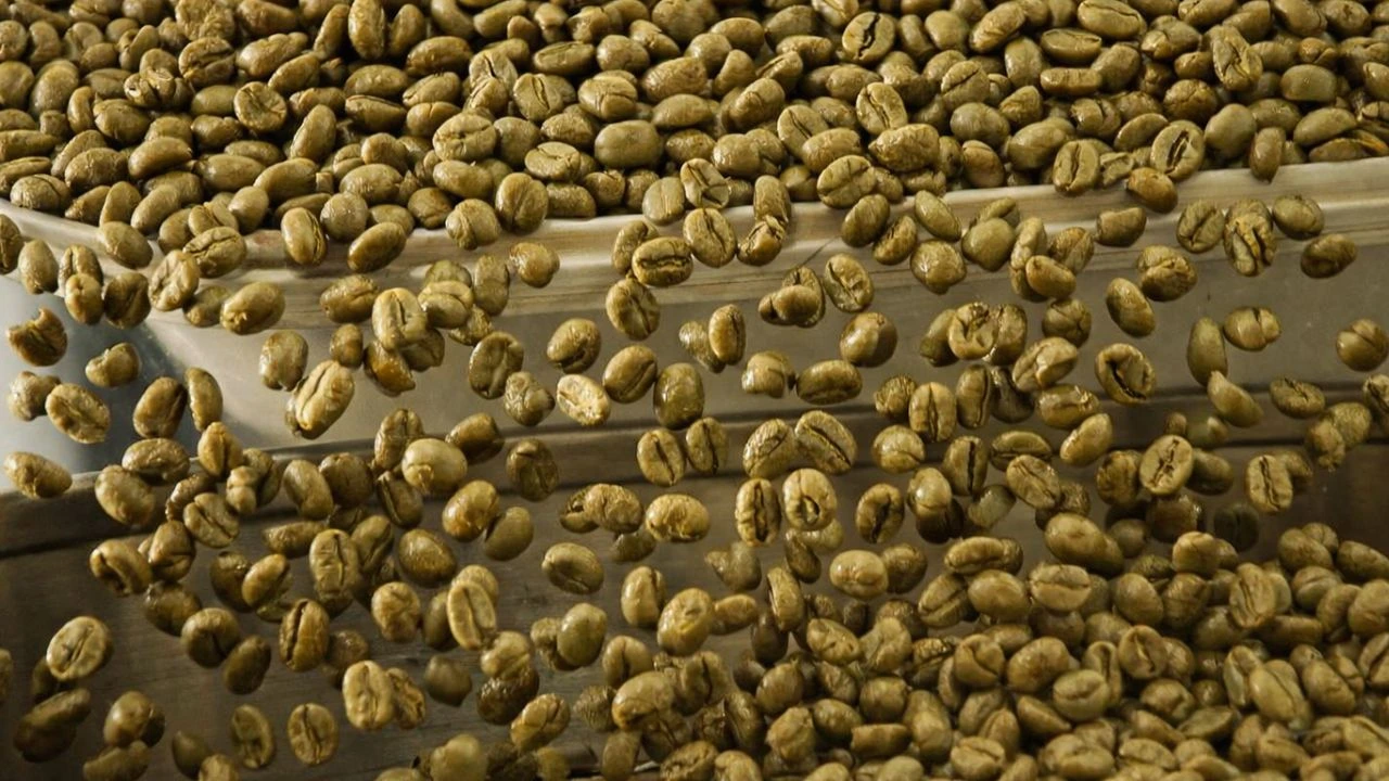 Indonesian coffee green beans transferred during post-harvest handling to direct trade green coffee bean.