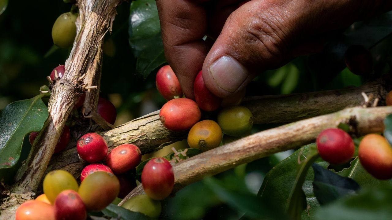 Selective Picking Supports Consistent Coffee Quality