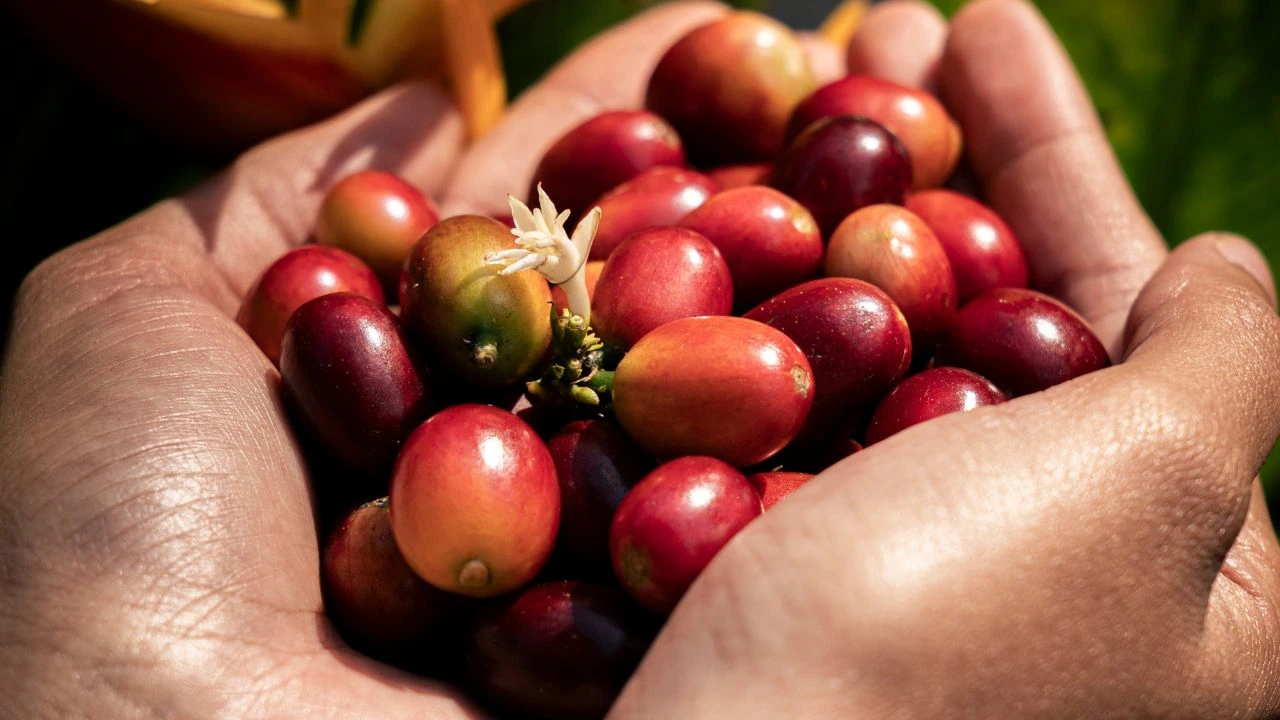 coffee cherries prepared for natural coffee processing