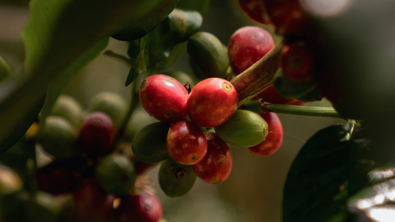 Red, green, and partially ripe coffee cherries growing on a coffee branch, illustrating different stages of coffee cherry ripeness at Bali Origins.
