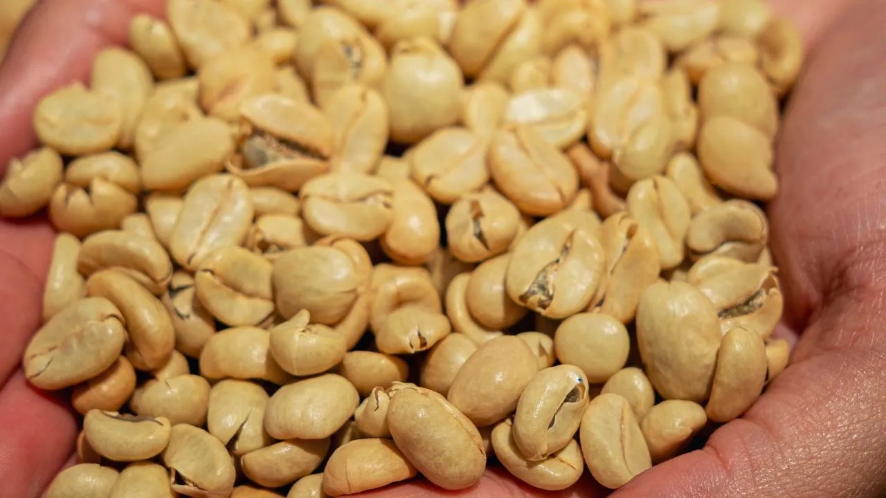 Green coffee bean drying – Pale green coffee beans prepared for drying after post-harvest processing.