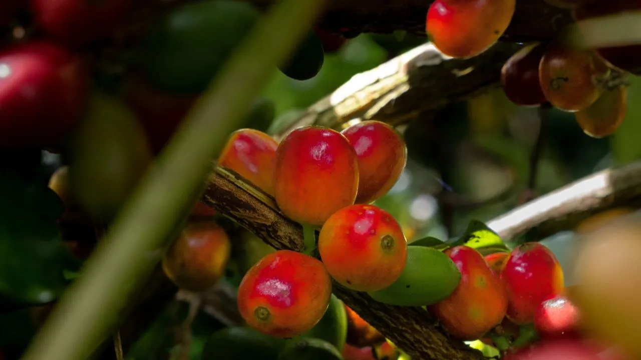 coffee cherry showing selective cherry riped picking for traceability