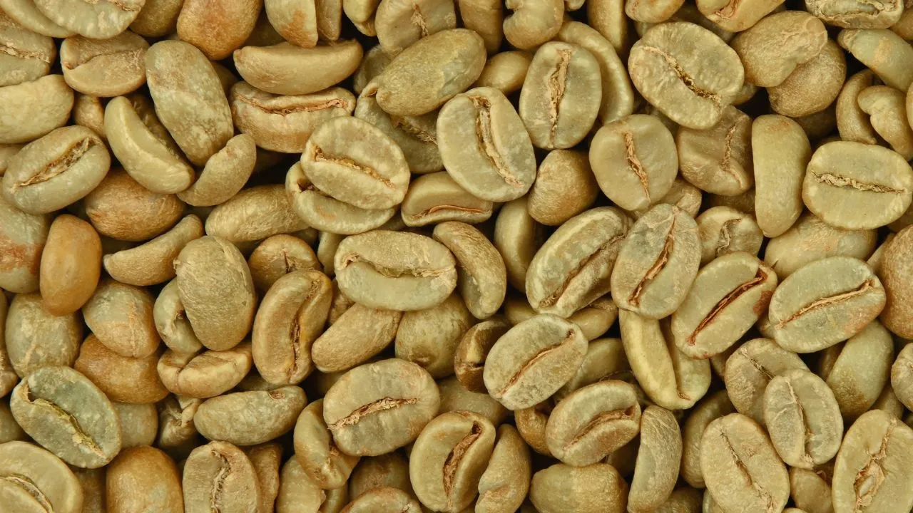 Green coffee bean close-up showing raw coffee beans ready for processing and sorting.