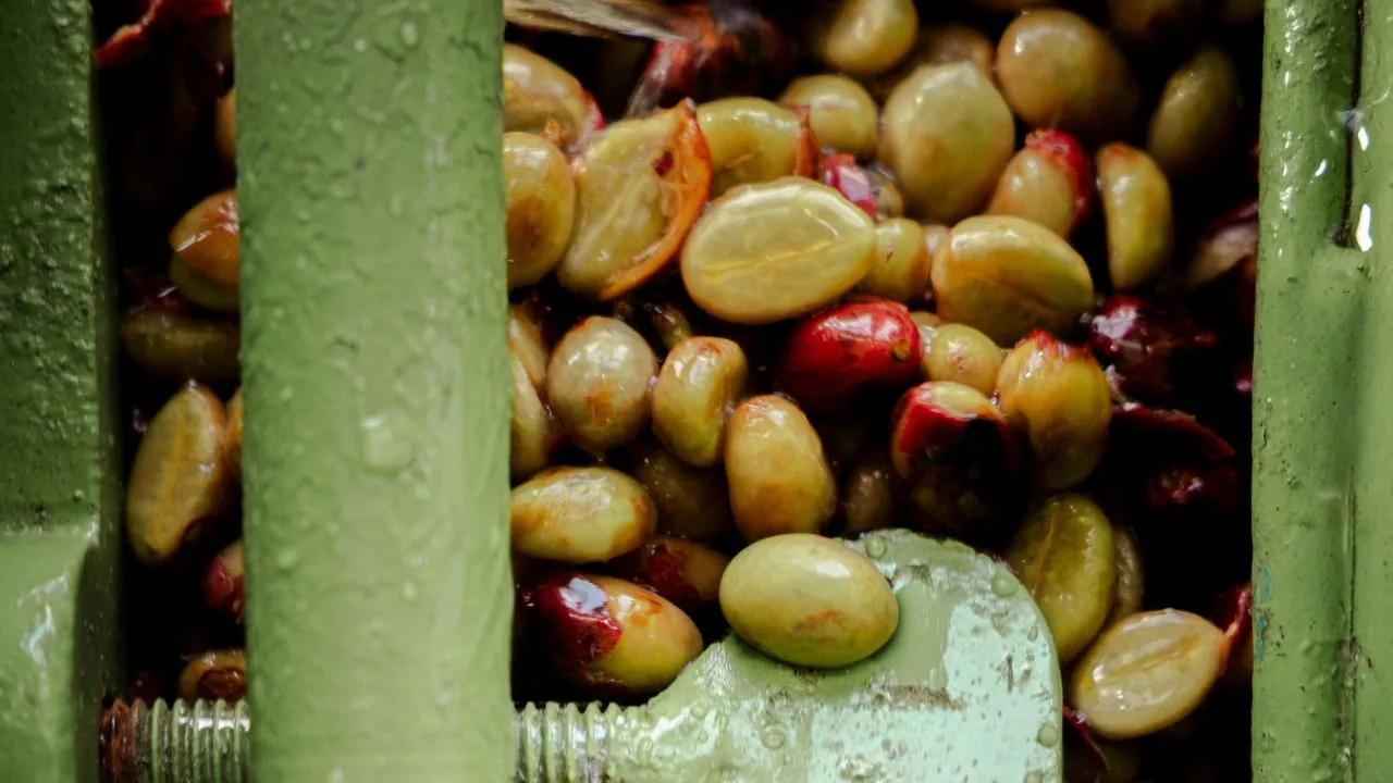 Wet-hulled coffee – Coffee beans passing through a pulping machine during the wet-hulling preparation process.